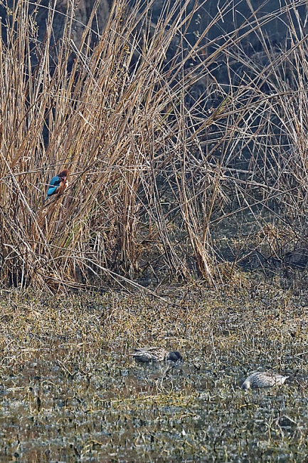 Keoladeo national park-062